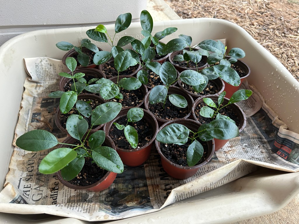 Moving Texas Mountain Laurel To Bigger&nbsp;Pots