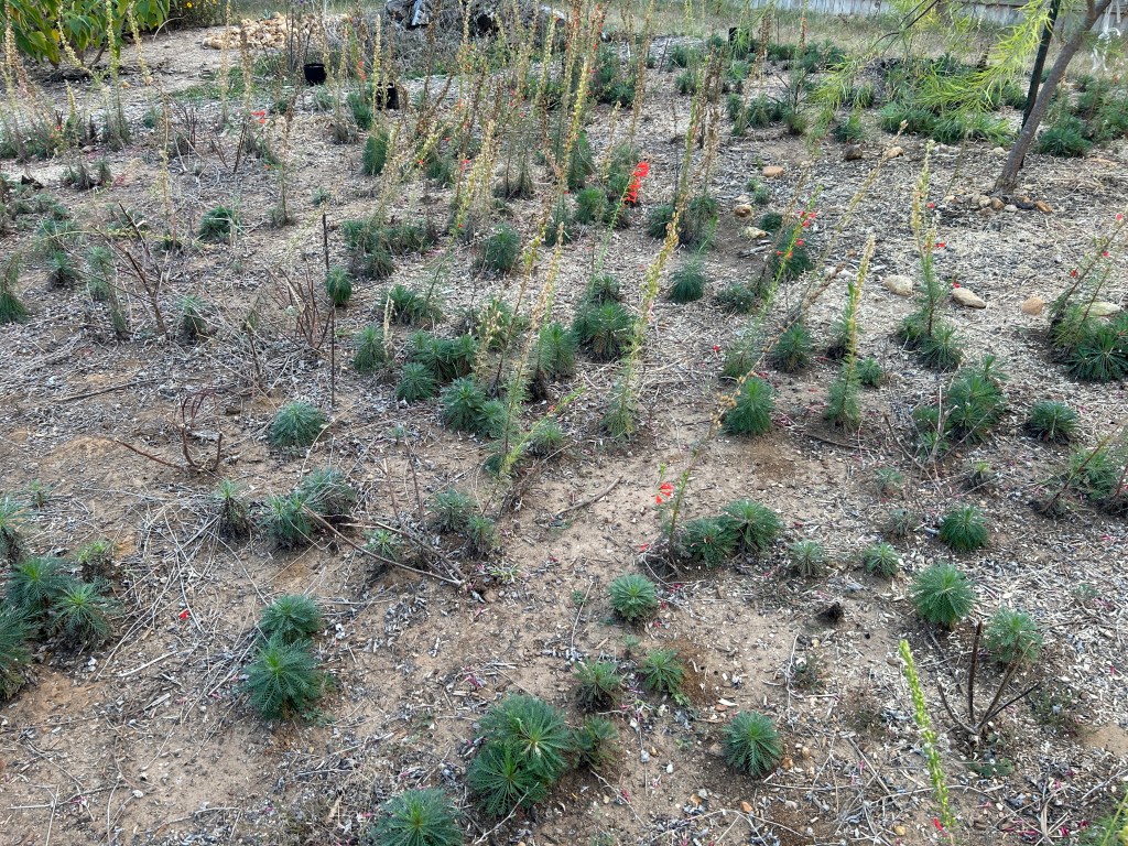 More Standing Cypress Than I&nbsp;Knew