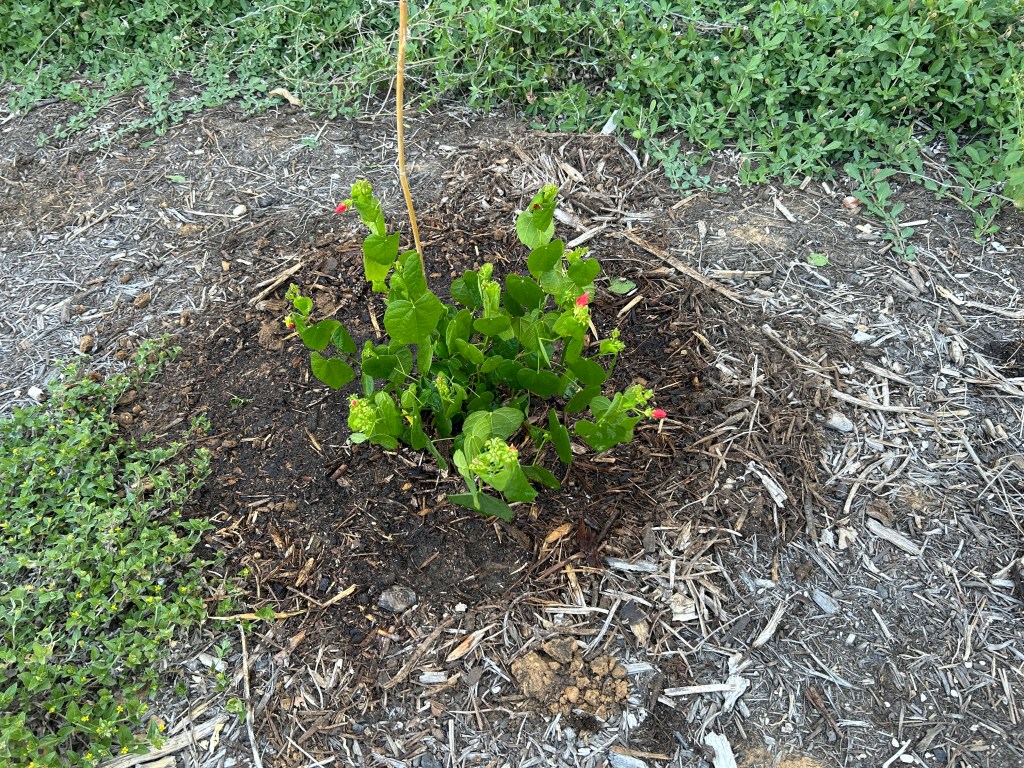 A Planting Day In Cooler Temperatures