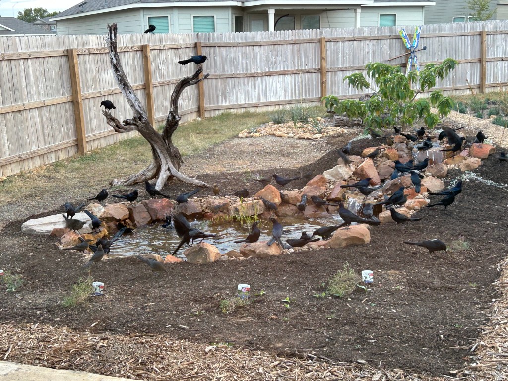 A “Plague” Of&nbsp;Grackles