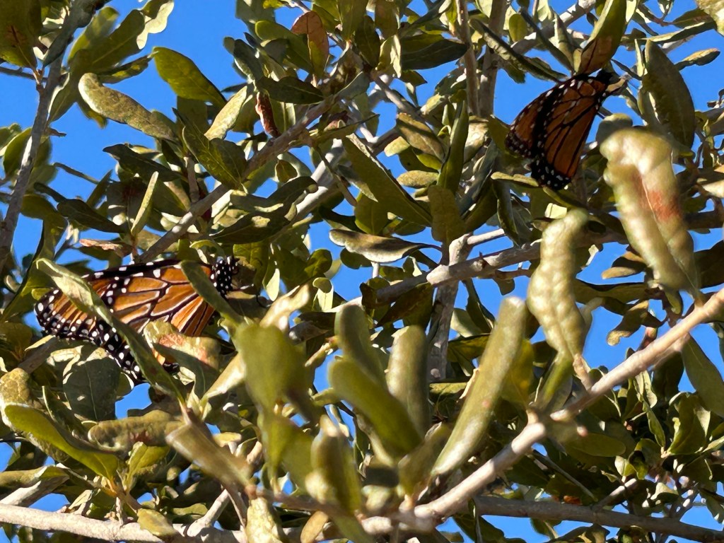 Butterflies Clinging On In A Stiff&nbsp;Wind