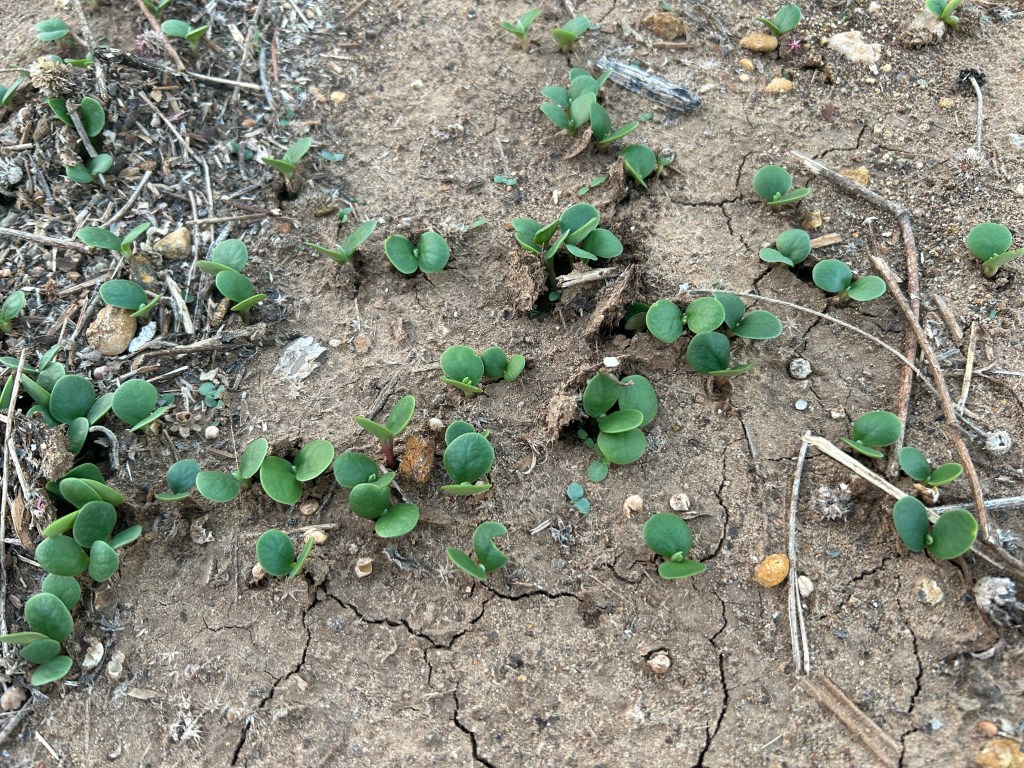 Rain After A Drought Triggered Seed Germination