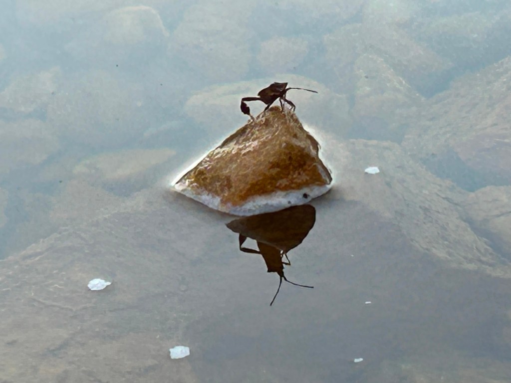 A Bug Just&nbsp;Chilling