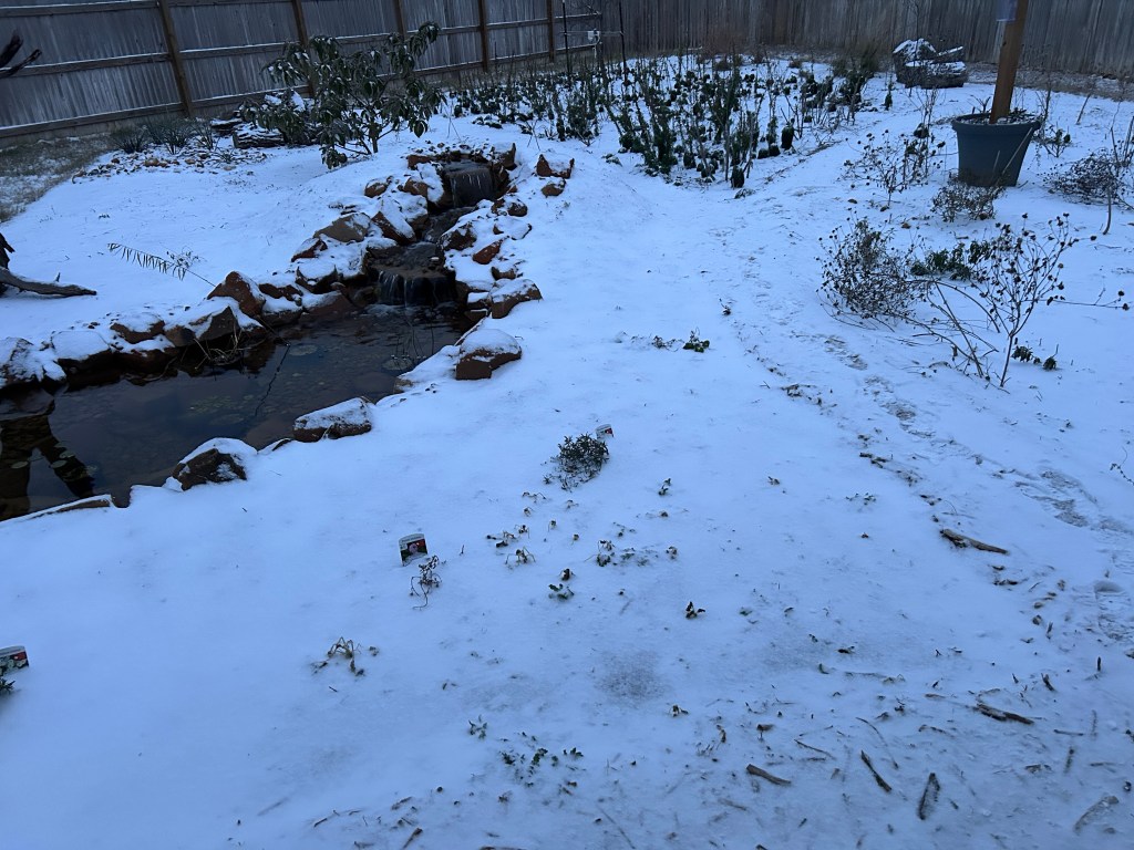 How The Garden Changed After A Few Freezing&nbsp;Nights