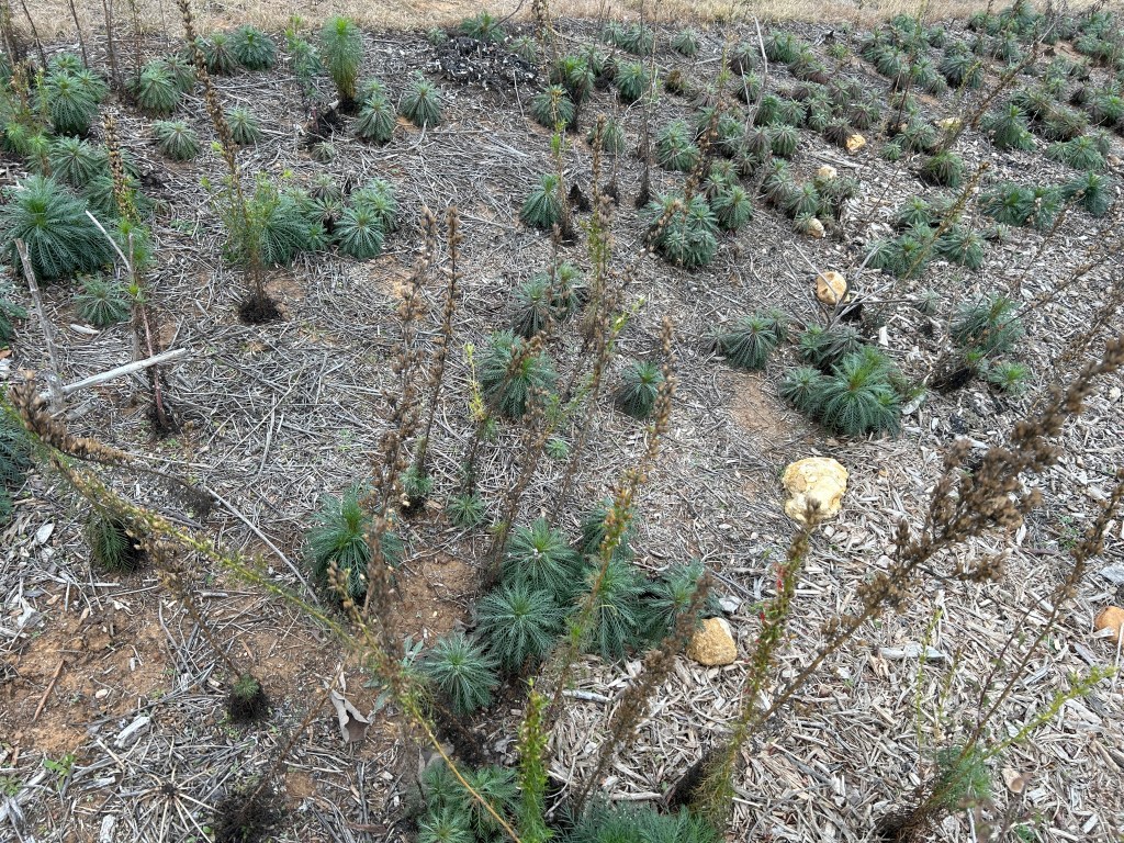 Three Phases of Standing&nbsp;Cypress