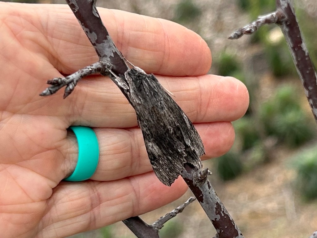 A Resting Sphinx Moth On Mexican&nbsp;Plum