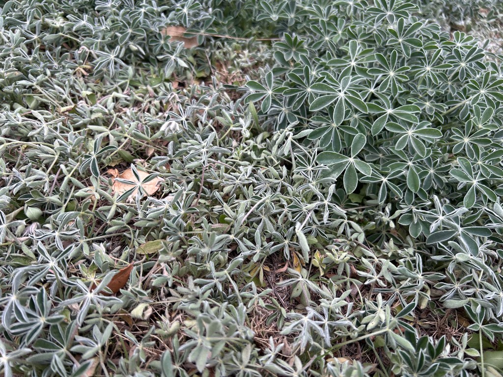 Bluebonnets — Good News and Bad&nbsp;News