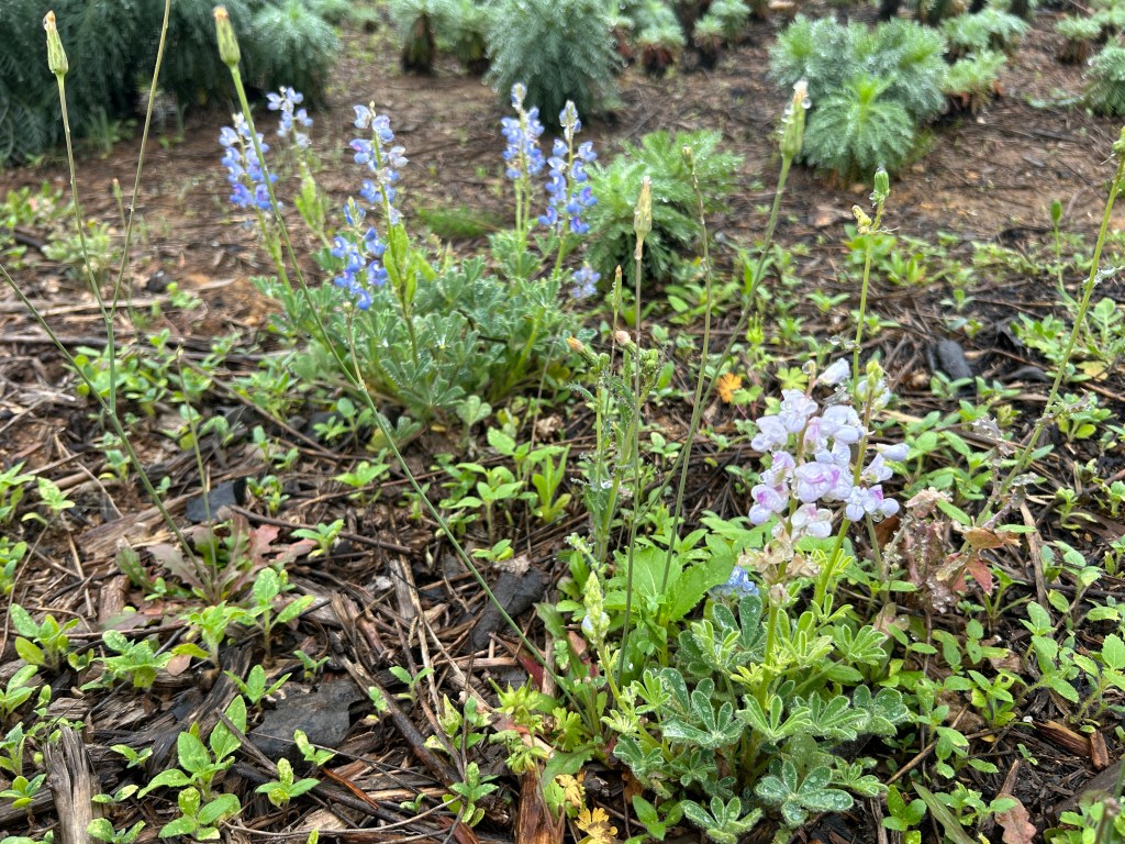 White Variant Of&nbsp;Bluebonnet