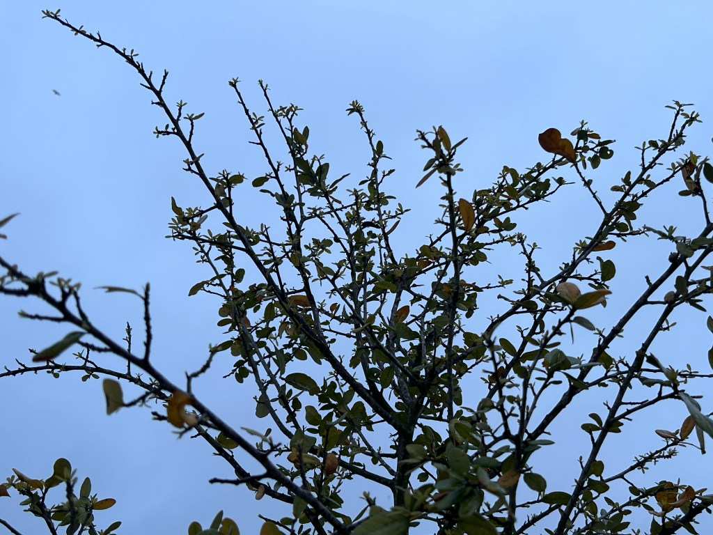 Trees With New&nbsp;Leaves