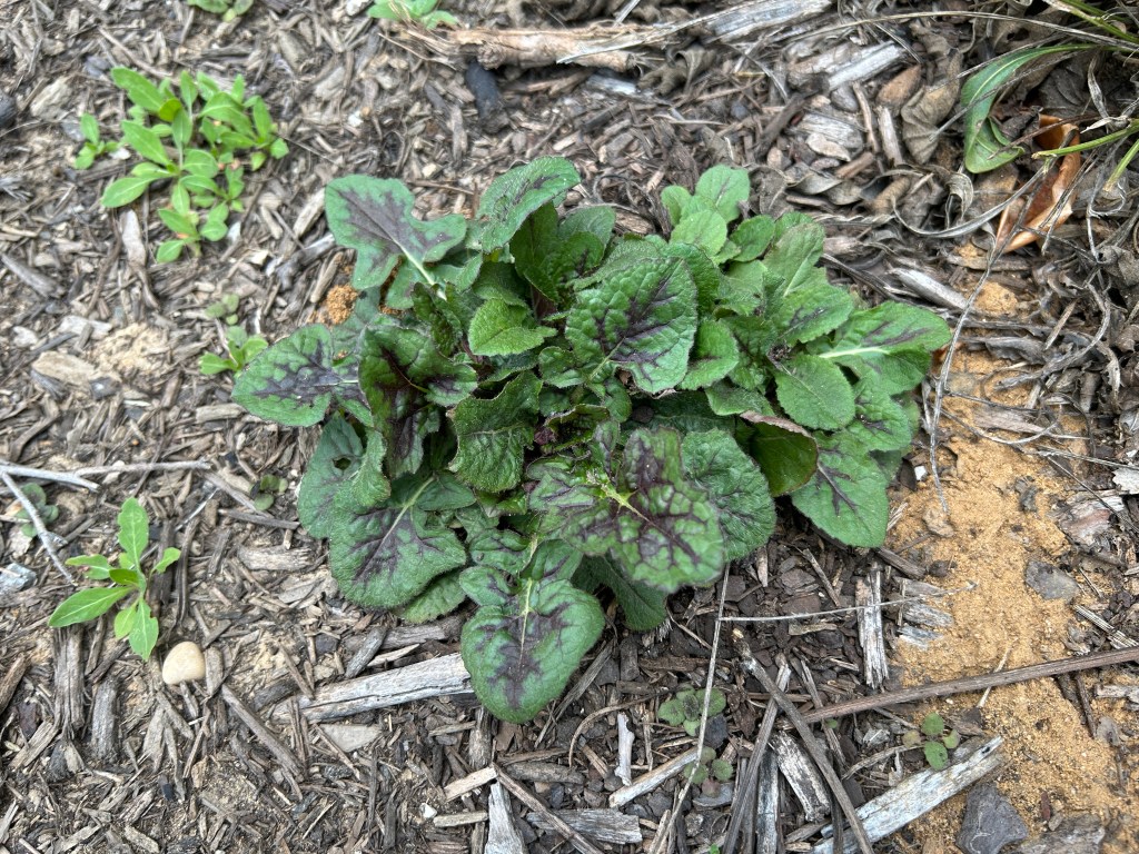 Transplanting Lyreleaf Sage