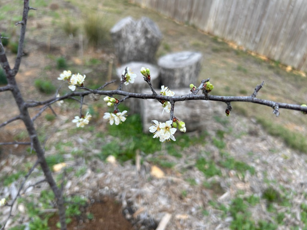 Mexican Plum Tree — Good News After A Winter&nbsp;Scare