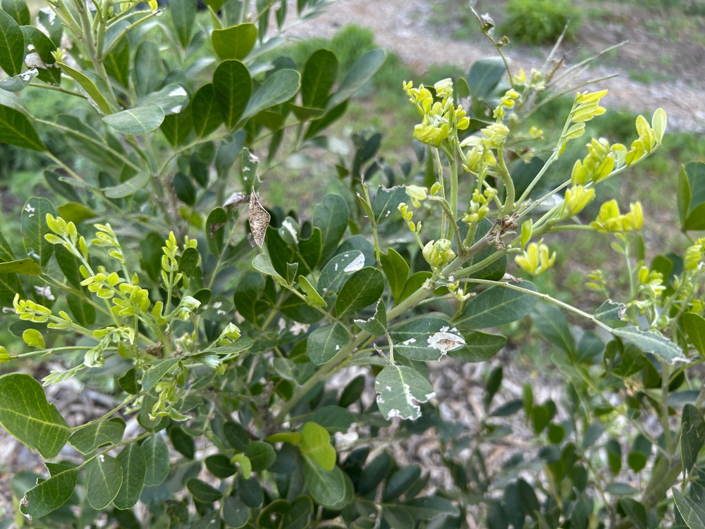 More Plants Waking Up For&nbsp;Spring