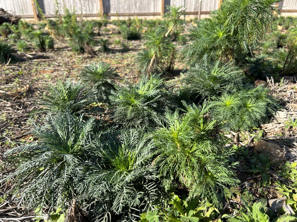 Trimming Standing Cypress