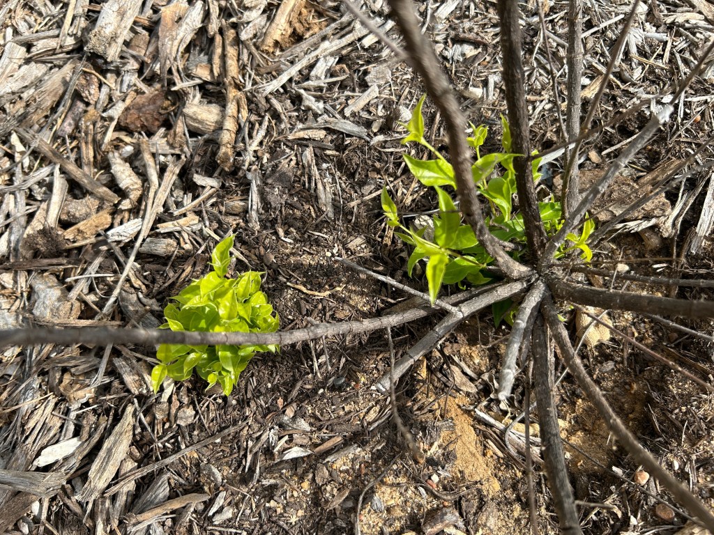 Two Trees That Are Very Slow To Wake&nbsp;Up