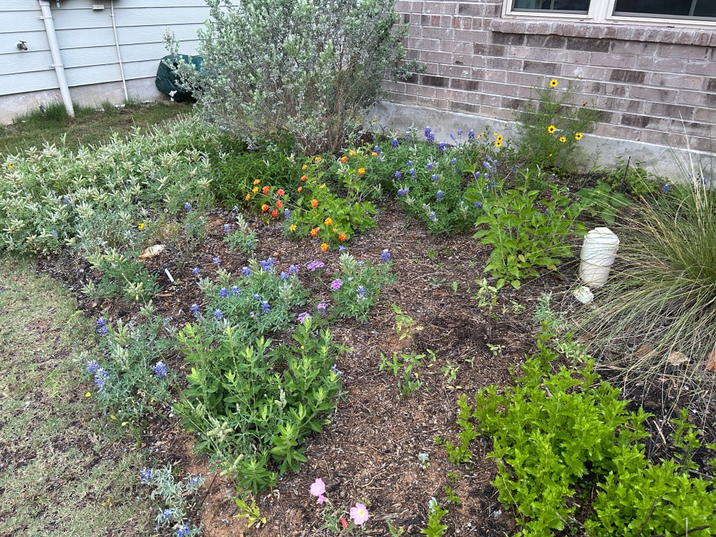 New Blooms In The Pollinator&nbsp;Garden