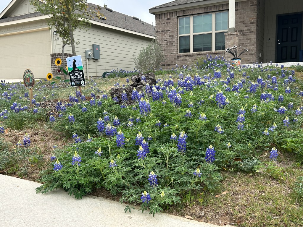 The Next Chapter In The Wildflower&nbsp;Meadow