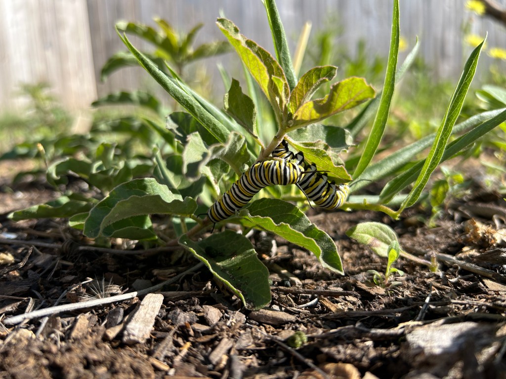 Fostering Monarch Caterpillars