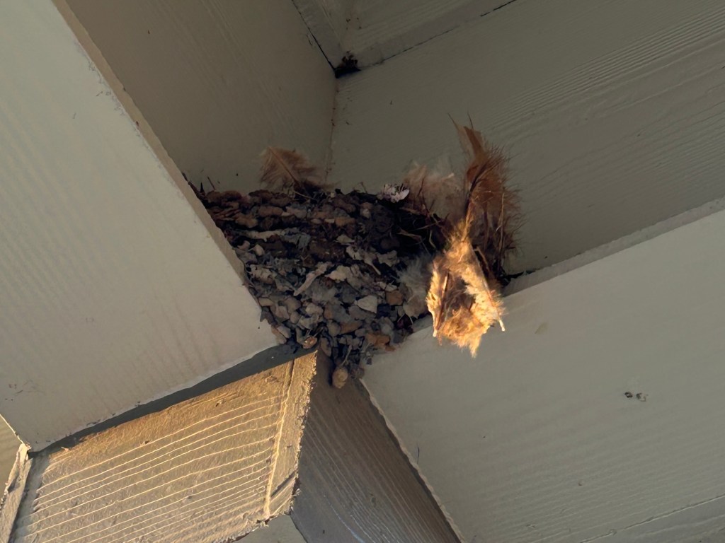 Trauma At The Barn Swallow&nbsp;Nest