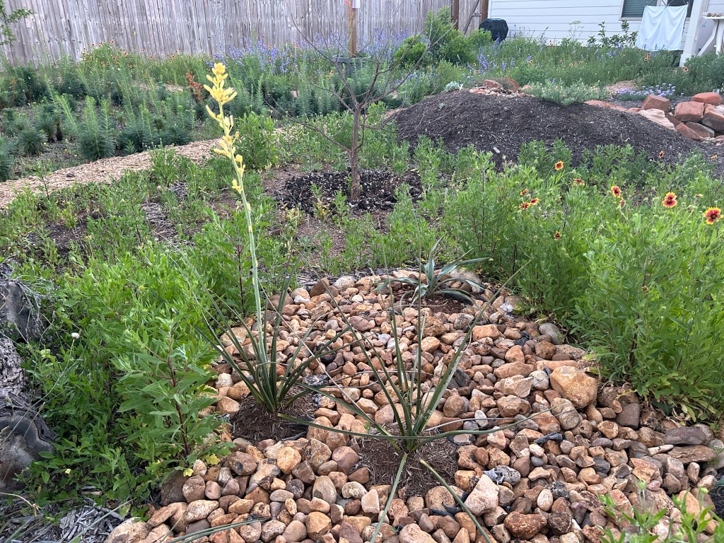 Yellow Yucca Bloom&nbsp;Spike