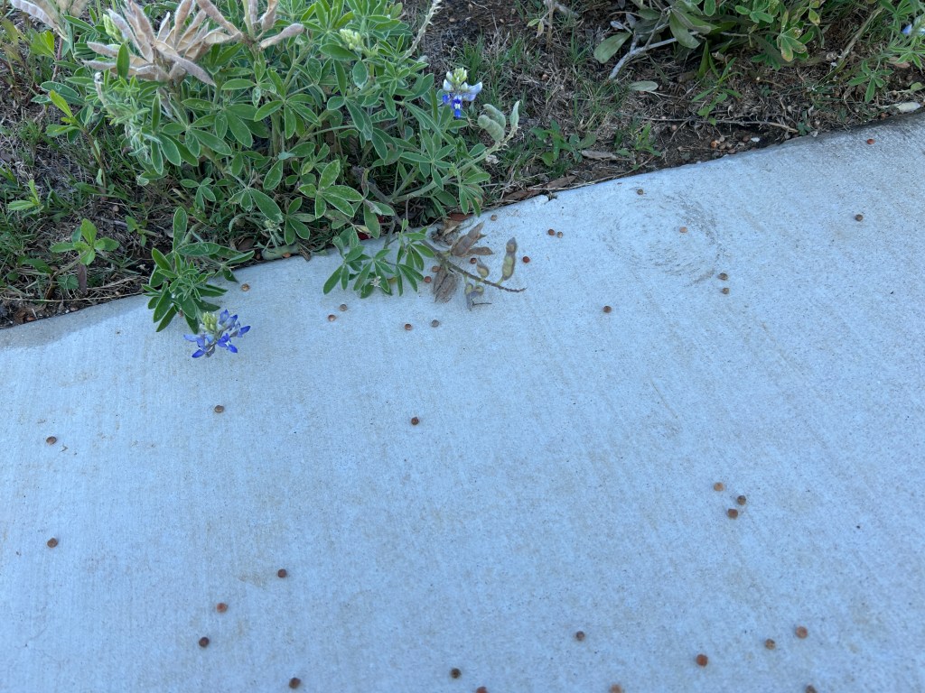 Freaky Storm Event Yields Seed&nbsp;Gifts