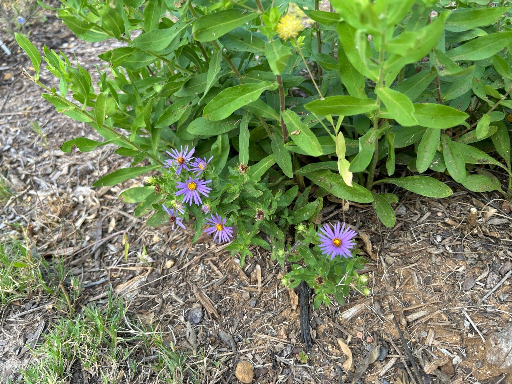 Fall Asters Confused About The&nbsp;Season