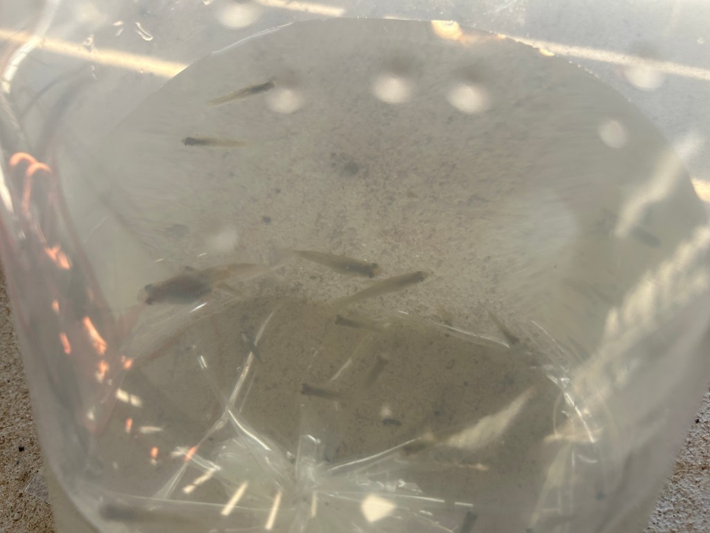 More Fish In The&nbsp;Pond