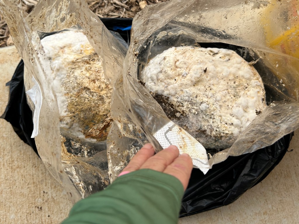 Enhancing Mulch With Mushroom&nbsp;Blocks