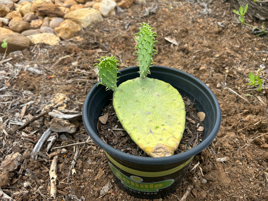 A New Plant For The Succulent&nbsp;Area