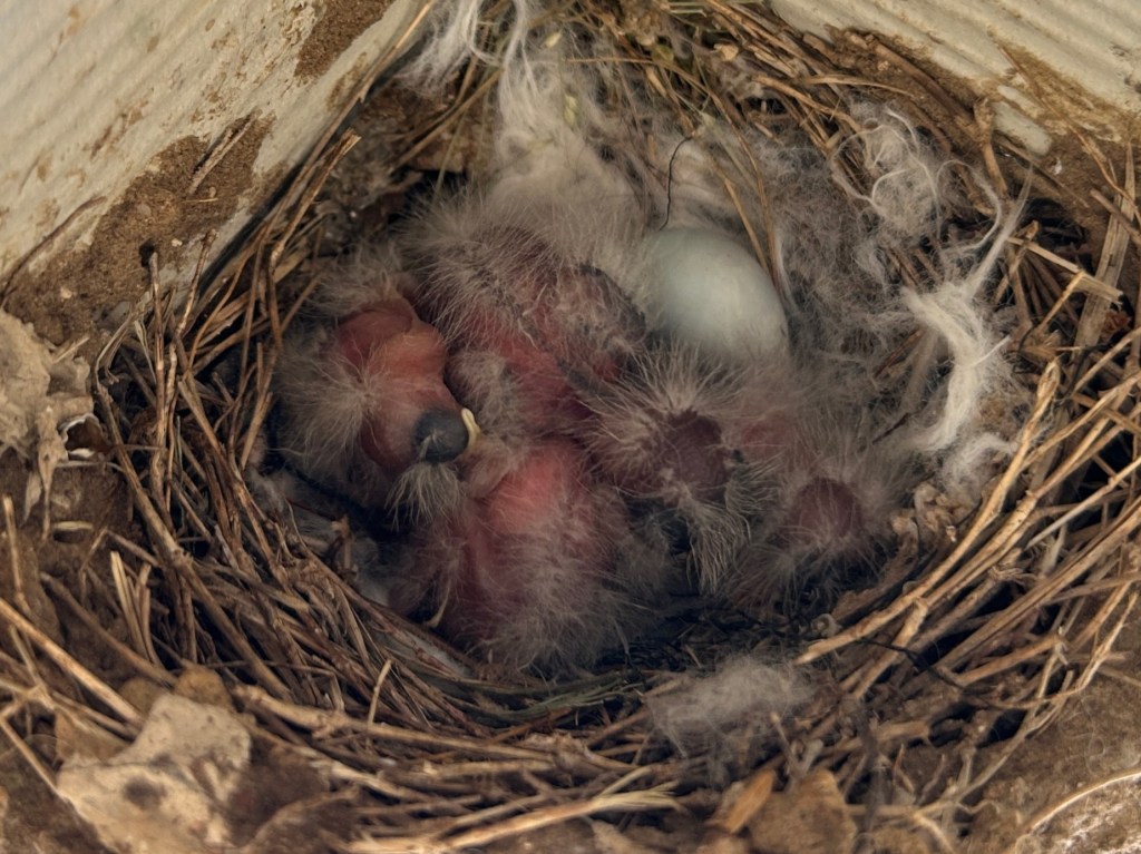 Finch Eggs Have&nbsp;Hatched