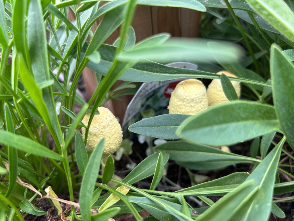 Mushrooms In Rain Gauge&nbsp;Pot