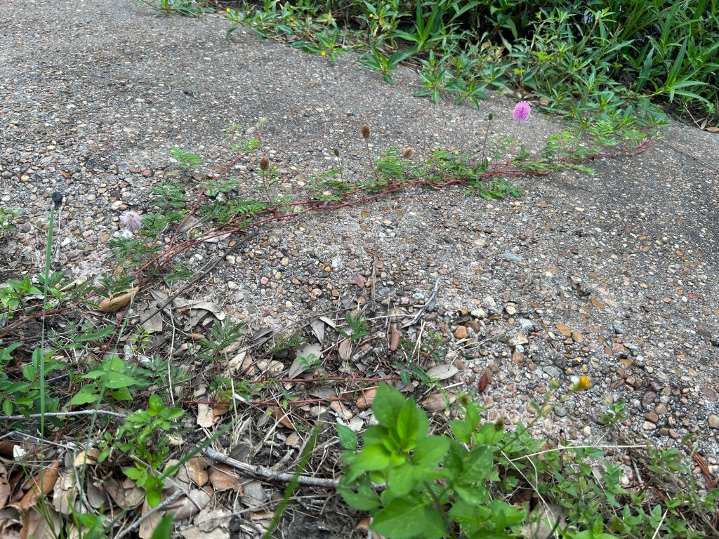 A Weed For Some But Not For&nbsp;Me