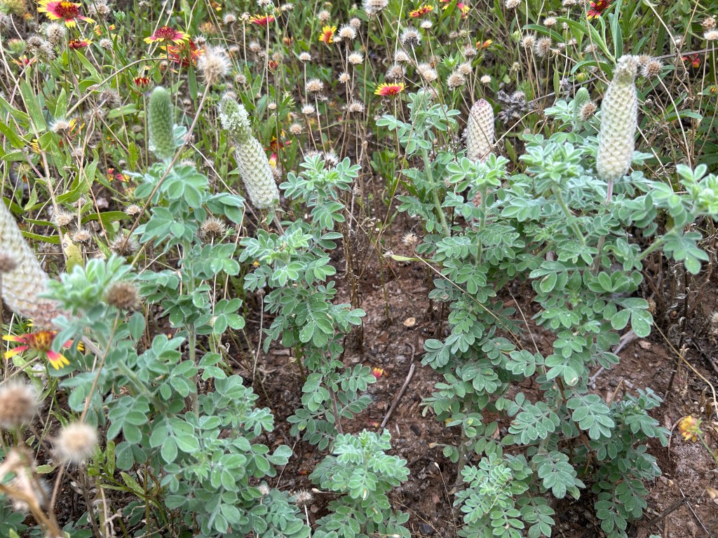 Pussyfoot Has Appeared&nbsp;Again