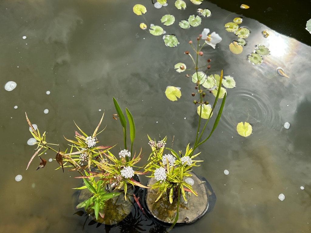 Pond Volunteer