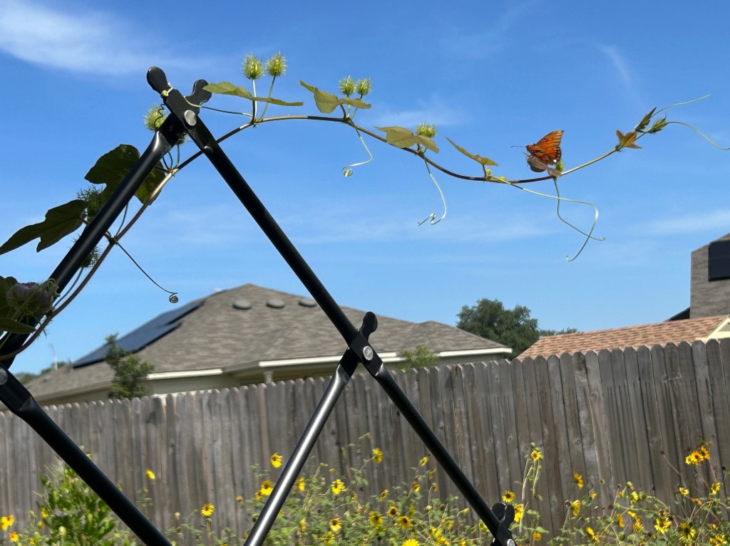 Gulf Fritillary Eggs & Tiny&nbsp;Caterpillars