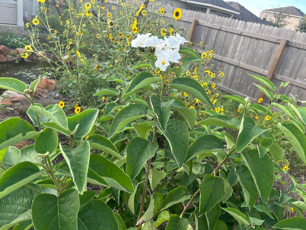 Mexican Olive Has Now Exceeded Last Year’s&nbsp;Height