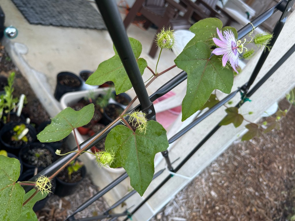 Stages Of A Passionflower&nbsp;Bloom