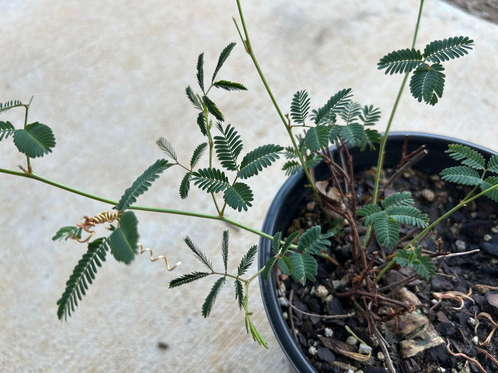 Planting Powderpuff That Was Foraged From&nbsp;Houston