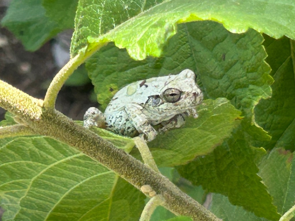 A Color-Changing Treefrog