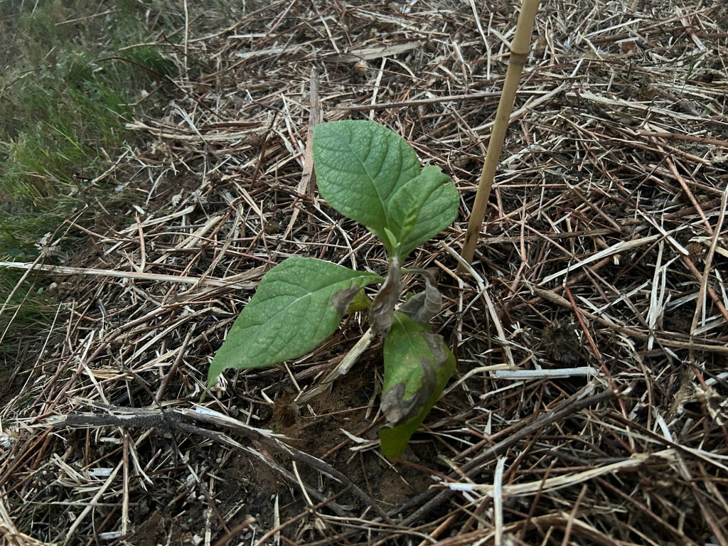 Frostweeds Joining The Garden&nbsp;Tribe
