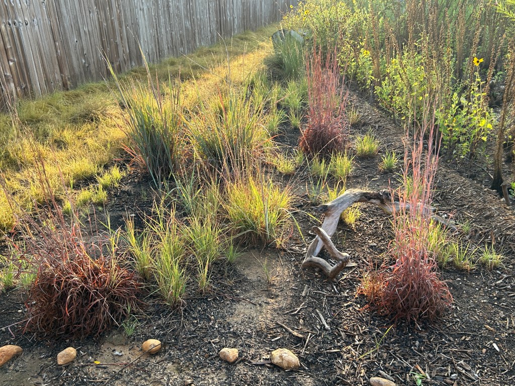 Mid-Height Prairie Grasses