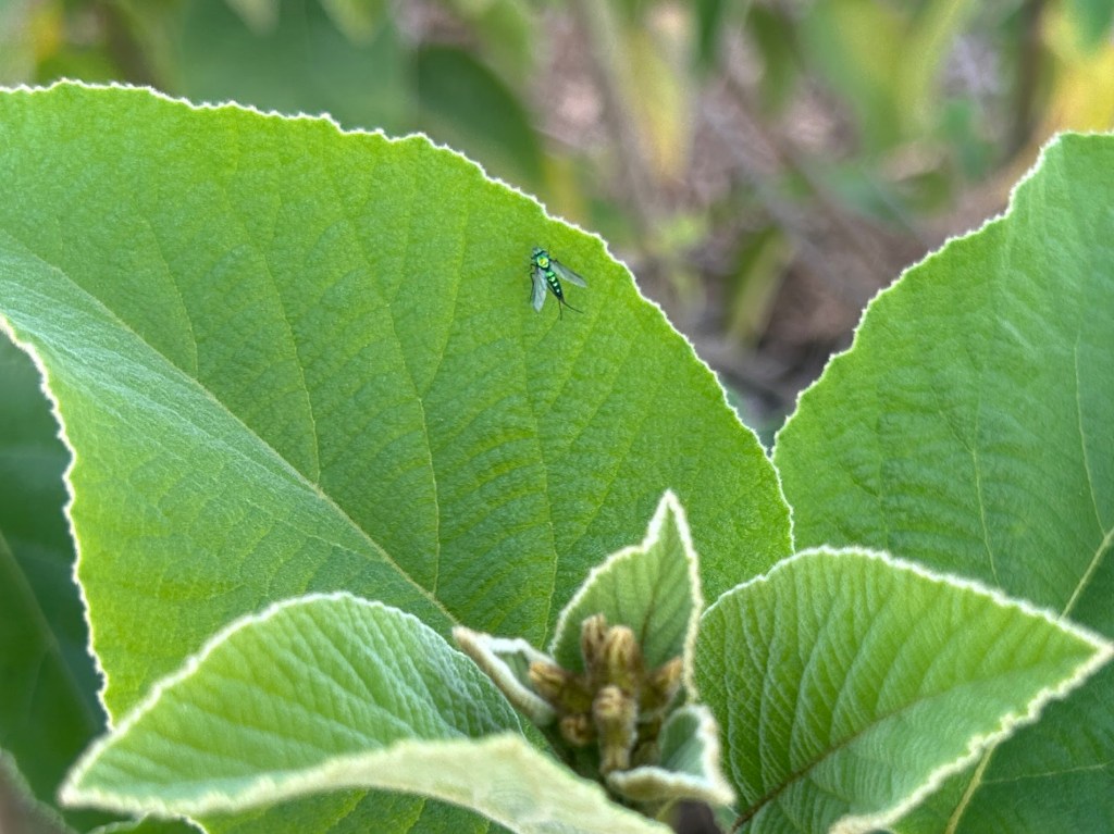 Mexican Olive And Some Of Its&nbsp;Occupants