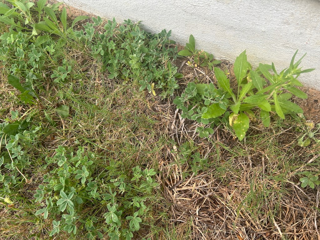 Bonus Wildflowers Beside The&nbsp;House