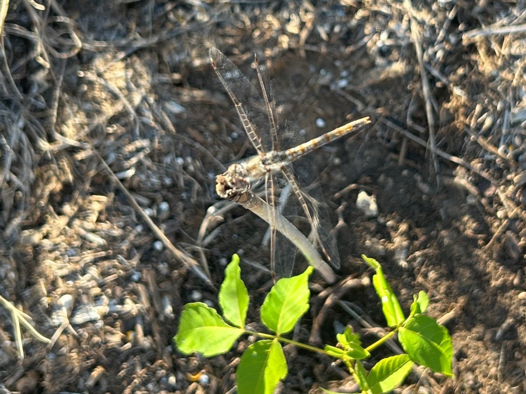 Variegated Meadowhawk Dragonfly