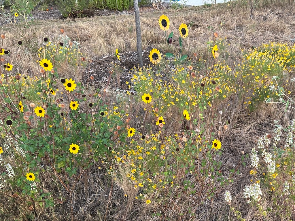 Wildflower Meadow Nearing The End Of Its&nbsp;Season