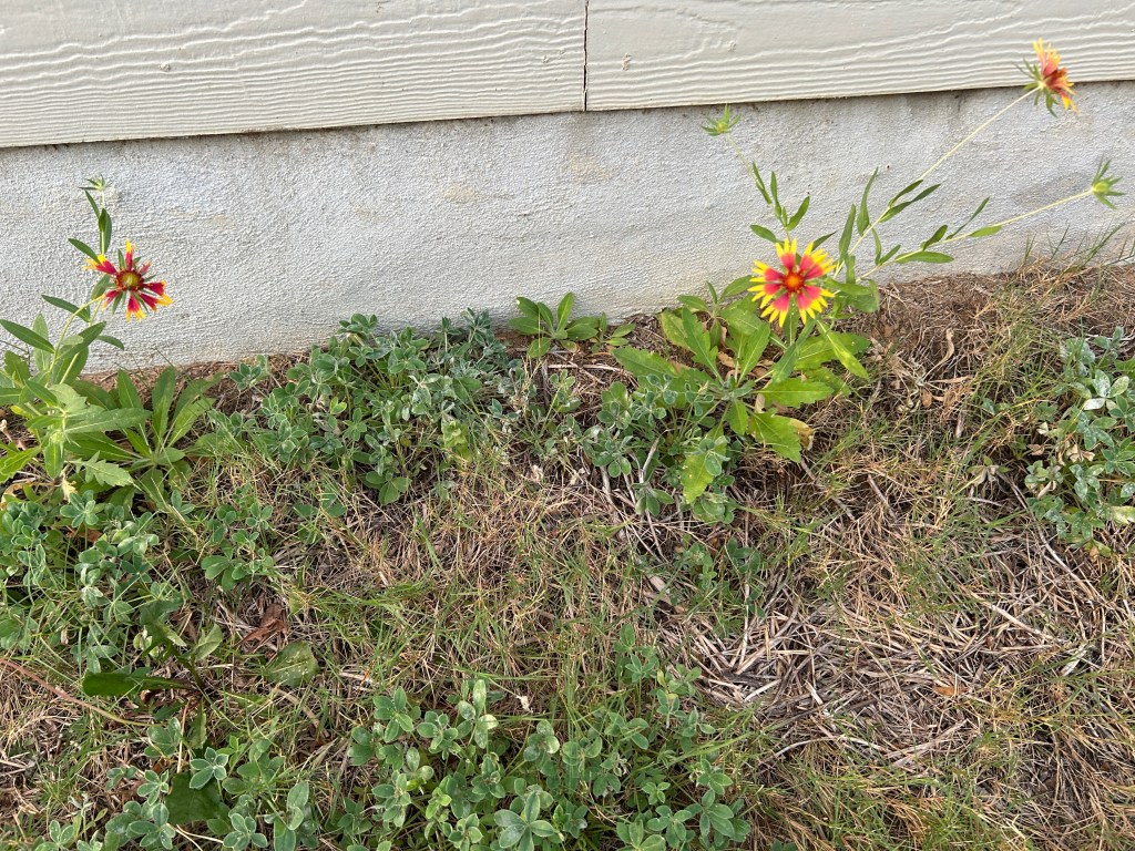 Confused Wildflowers
