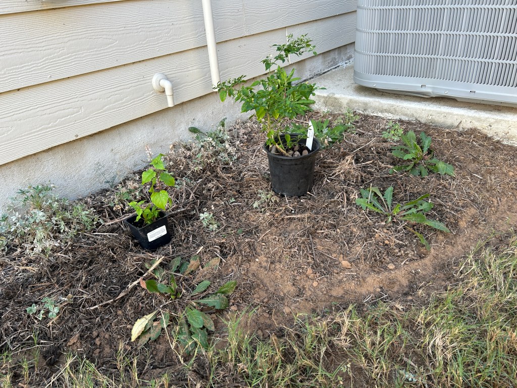 More Shade Plants On The North Side Of The&nbsp;House