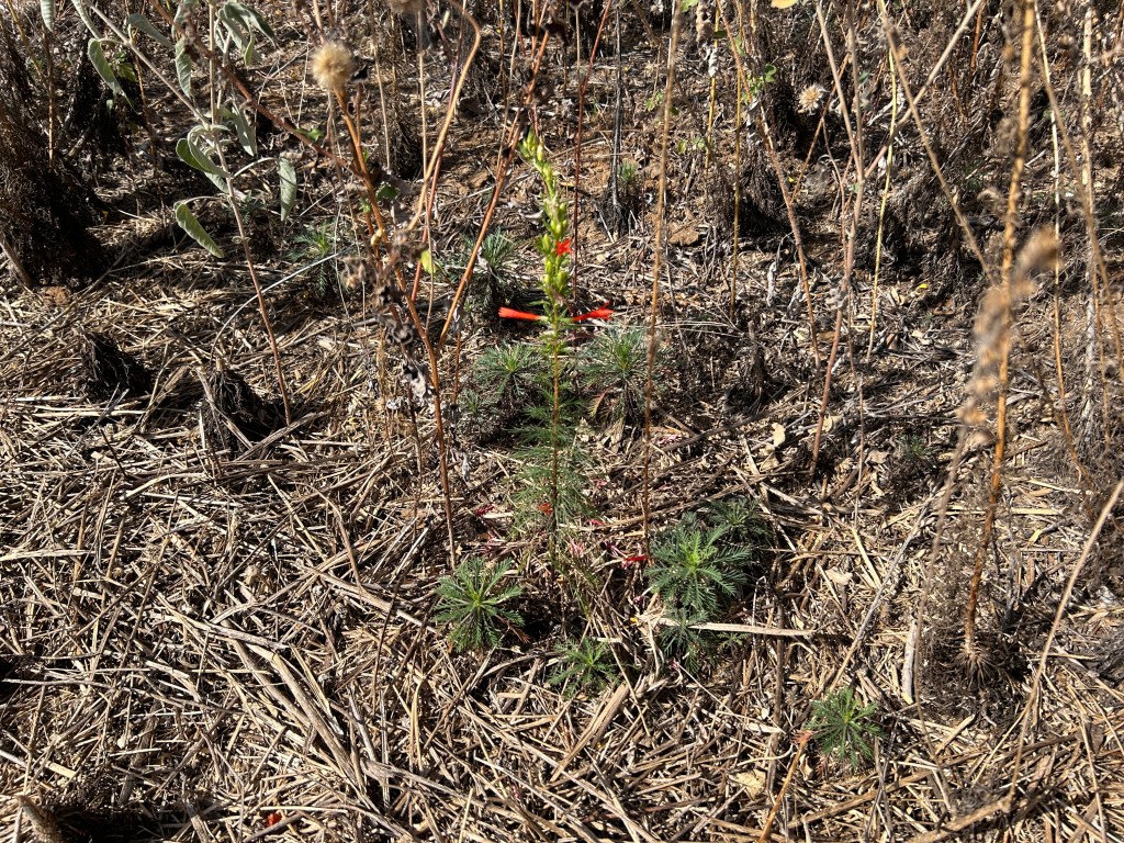 Standing Cypress: Two Expected Forms And A Few&nbsp;Extras