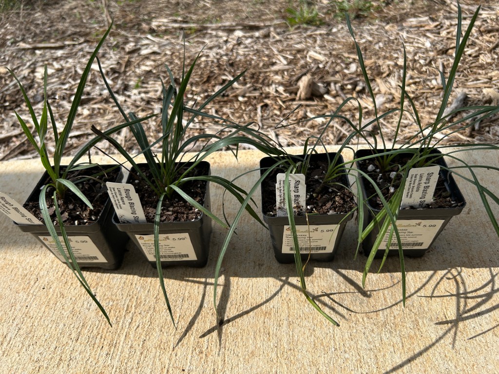 Three Different Blazing&nbsp;Stars