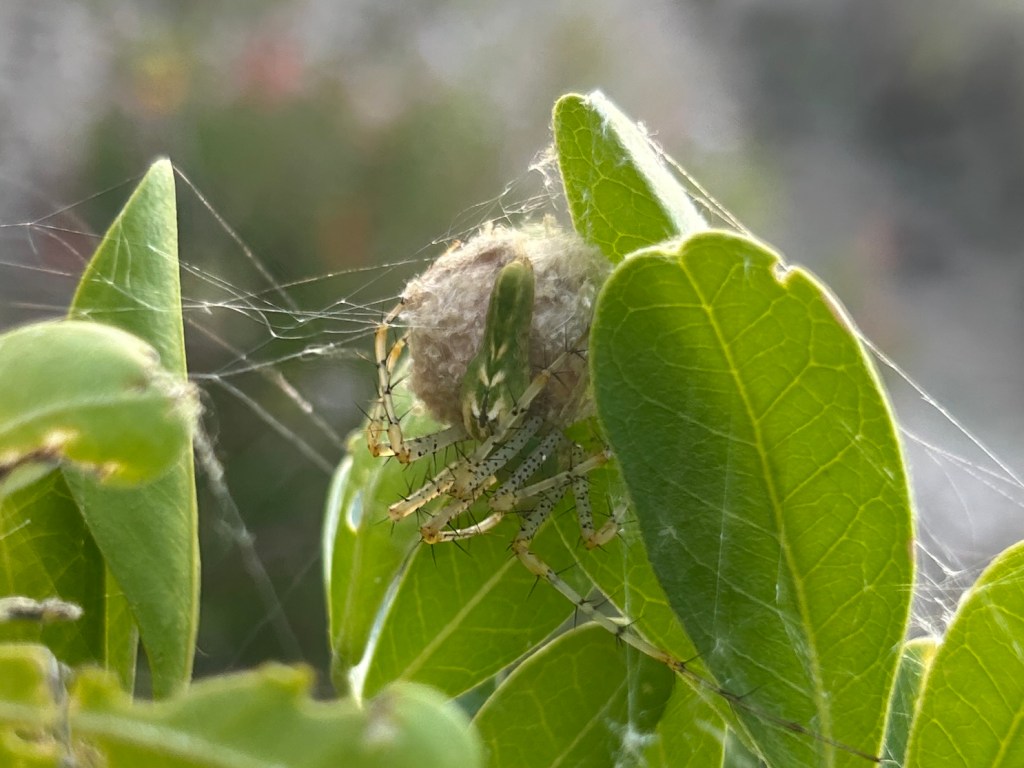 Green Lynx Spider With Egg&nbsp;Sac