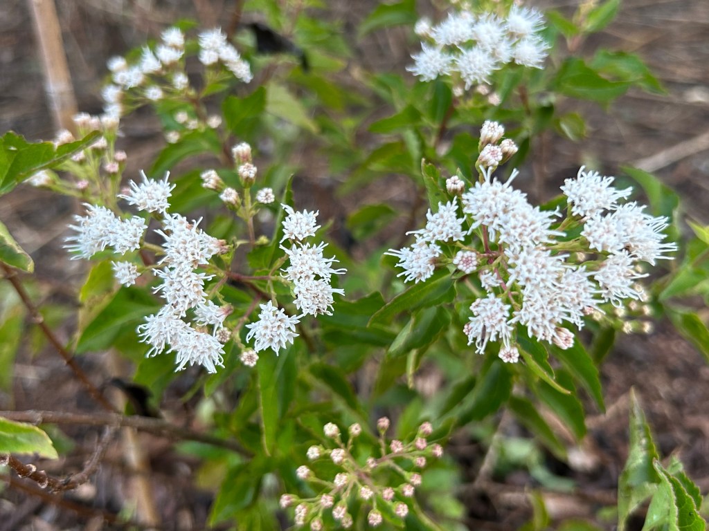 Two Kinds Of&nbsp;Mistflower